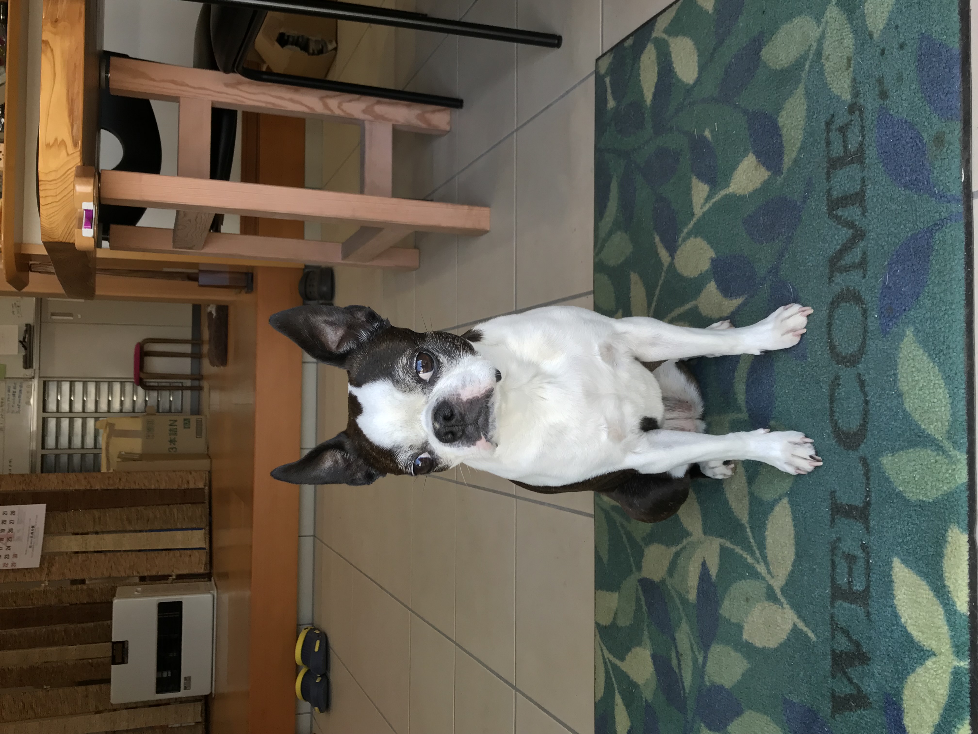 愛犬